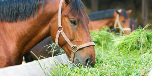 Small-but-Essential-The-Vitamins-and-Minerals-Your-Horse-Needs Rising Equine