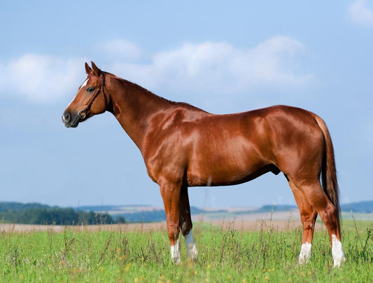 A well-muscled horse showing improved topline after proper nutrition and exercise