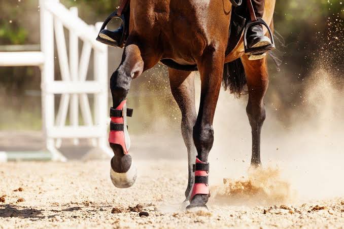 Managing-Your-Performance-Horse-s-Joints Rising Equine